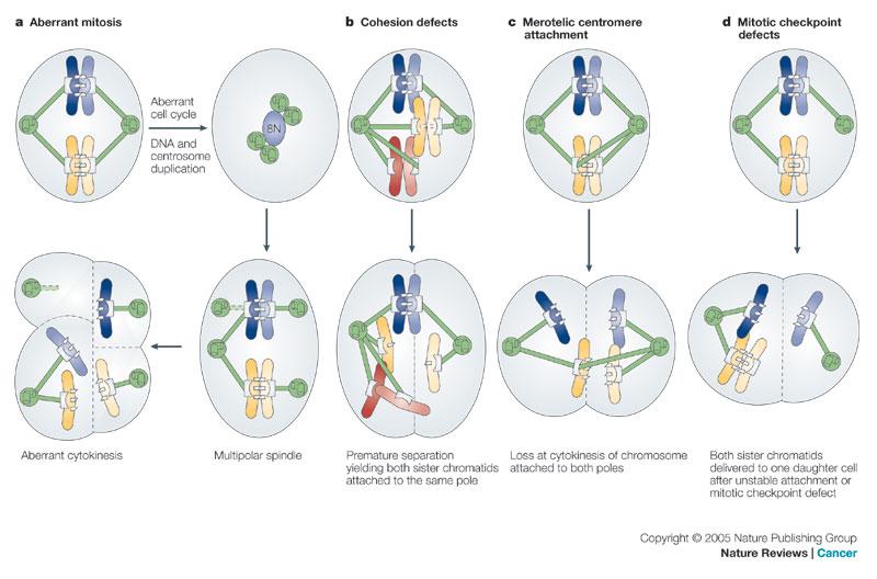 Aneuploidy