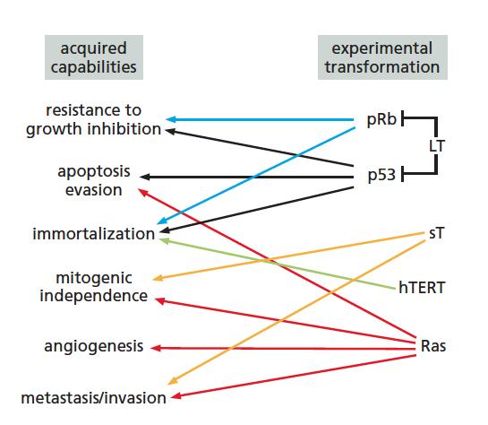 *st= small T antigen,