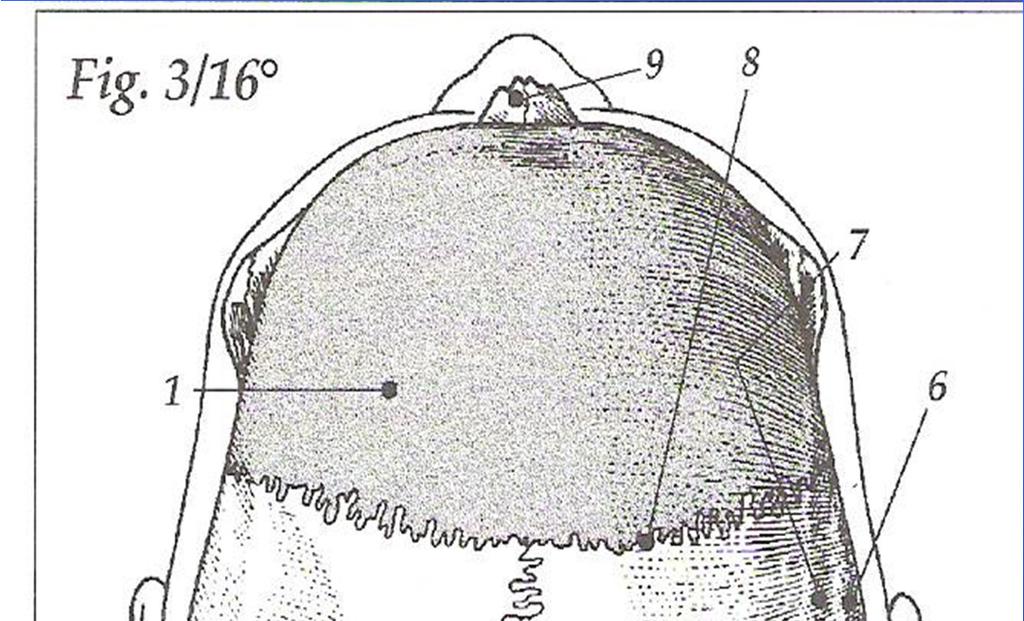 FRONTALI Fig 3/16 1-osso