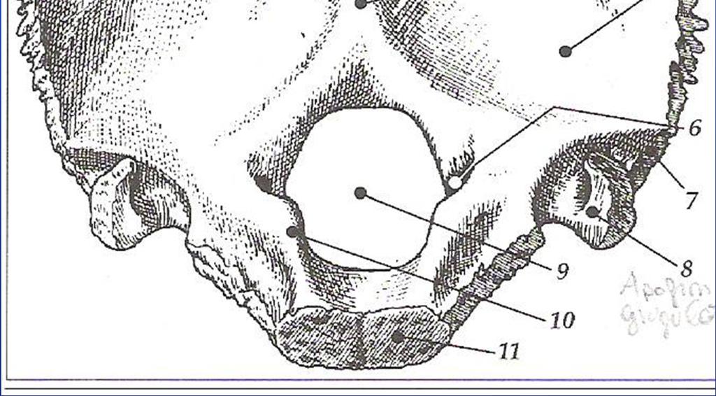 interna 3-solco del seno traverso 4-cresta occipitale interna