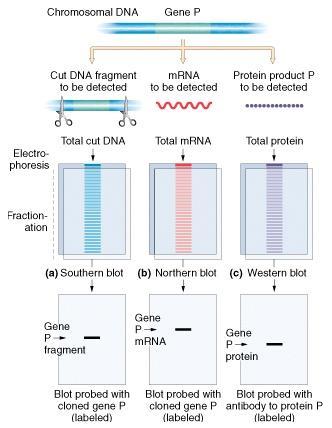 Southern blot,