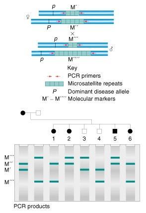 Microsatelliti analizzati