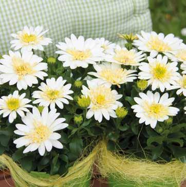 84 gruppo PADANA Osteospermum