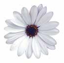 Osteospermum