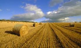 Overview Le priorita cinesi Aumentare la capacita agricola, garantire sufficienza di grano, incrementare sviluppo agricolo Incrementare standard di vita dei contadini e ridurre il gap tra le campagne