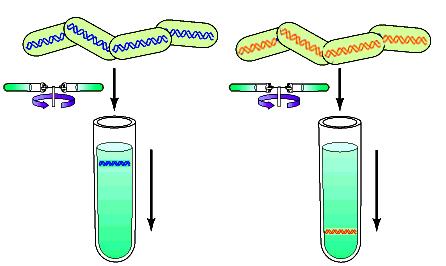 Replicazione del DNA Esperimento di M. Meselson e F. Stahl, 1958 In questo esperimento il DNA venne marcato con isotopi che ne alteravano la densità.