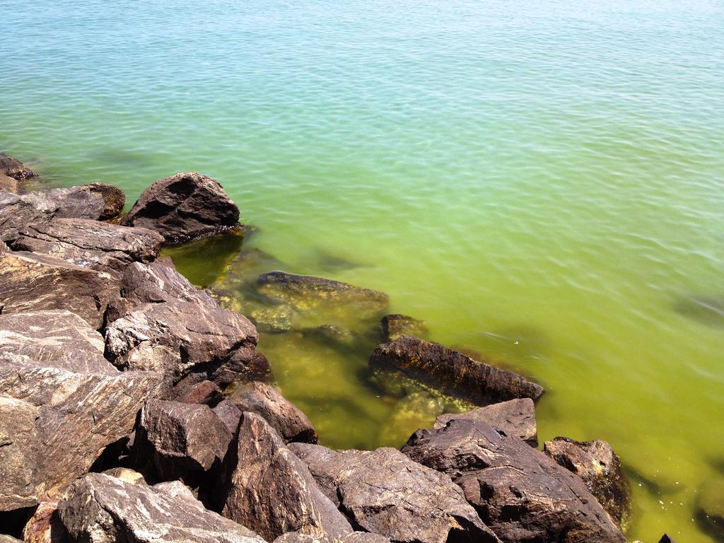 anomala colorazione delle acque al giallo - verde nel periodo di fine luglio agosto in alcune acque di balneazione. Specie microalgale di O.