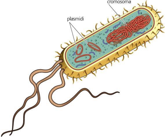 I VETTORI PLASMIDICI CONTENGONO: un origine di replicazione (ori), sequenza necessaria per avviare la duplicazione autonoma del plasmide all'interno della cellula ospite; un gene marcatore, sequenza