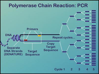 Per eseguire una PCR si deve preparare una miscela di reazione contenente Taq polimerasi, nucleotidi liberi, primers, buffer di reazione (soluzione salina a ph neutro), MgCl2; essa va inserita in una