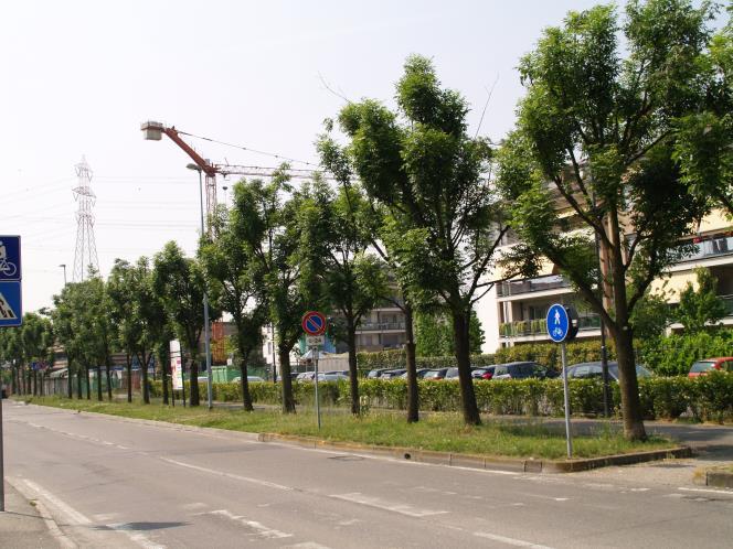 Foto 1 Sulla sinistra, si incontra un filare di 20 Mirabolani Porporini (Prunus cerasifera Pissardii), di cui tre nuovi