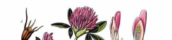 Trifolium