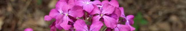 Lunaria