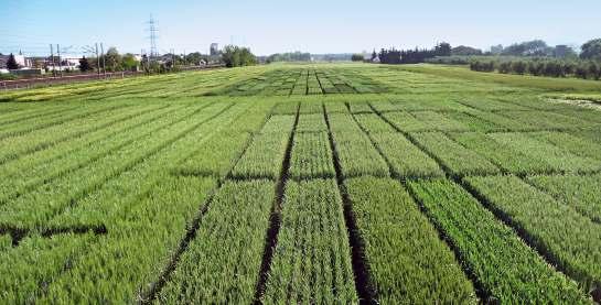 VARIETÀ 2012 RISULTATI DELLA 39ª SPERIMENTAZIONE NAZIONALE Marche Nell annata agraria 2011-2012, nell ambito della Rete nazionale di confronto varietale sul frumento duro, coordinata dal Cra-qce di