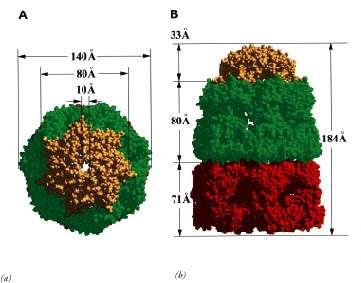 Gli chaperoni molecolari 7 x GroES 7 x GroEL/ATP 7 x GroEL Consentono il