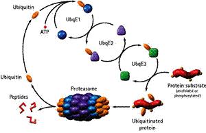 Le proteine aggregate in oligomeri o in