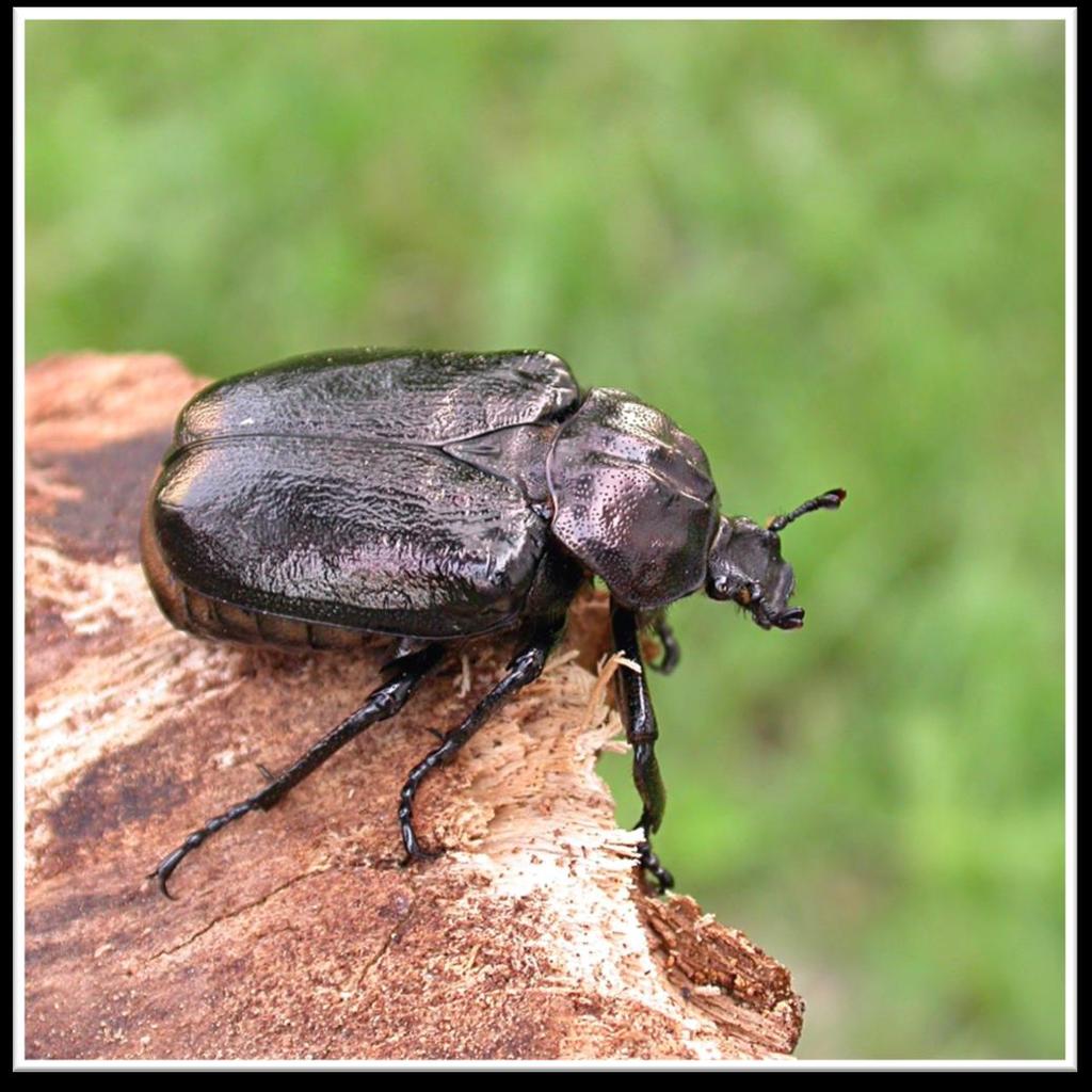 Osmoderma eremita SCARABEO EREMITA ODOROSO GLI ADULTI EMETTONO UN INTENSO E GRADEVOLE AROMA DI CUOIO VECCHIO.