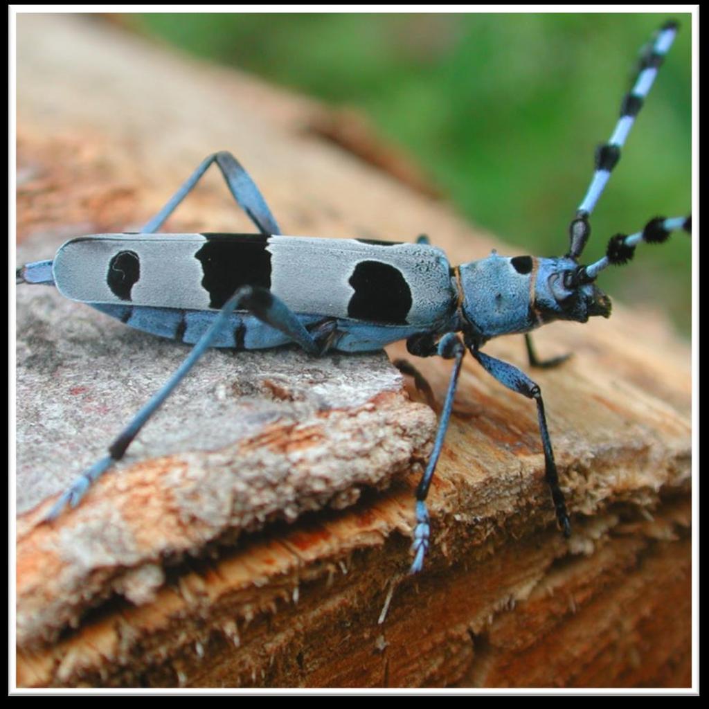 Rosalia alpina ROSALIA ALPINA ELEGANTE LONGICORNE FACILMENTE RICONOSCIBILE PER I COLORI E I DISEGNI. XILOFAGO, VIVE IN FAGGETE MONTANE MATURE ED HA LARVA MONOFAGA SU FAGGIO.