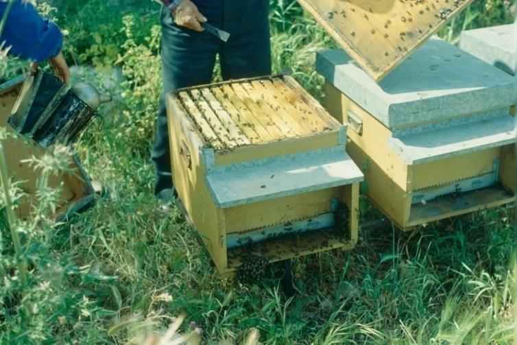 2. Contatto materiale infetto-api Esempi Nosemiasi: contatto tra ape sana e feci contenenti le spore di Nosema spp.