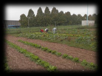 territoriale 5 ottobre