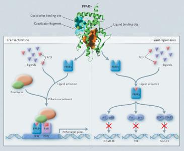 Thiazolidinediones Hannele Yki-Järvinen,