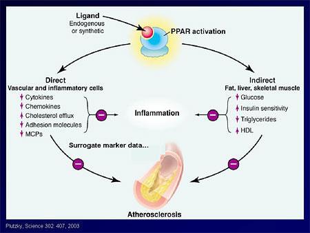 Anti-atherosclerotic