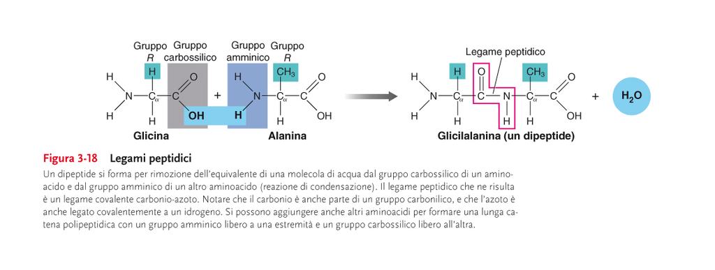 LA TRADUZIONE La traduzione rappresenta un ulteriore livello di complessità nel processo di trasferimento dell informazione genetica, perché comporta la conversione del codice a quattro basi azotate