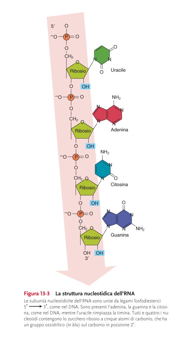 L RNA è di solito a singolo filamento, anche se a volte regioni interne di alcuni RNA possono contenere sequenze complementari che si ripiegano e si appaiano dando origine a brevi tratti a doppio