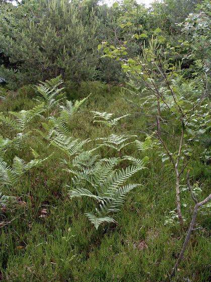 Le Brughiere: l habitat Spesso con il termine Brughiera si considerano anche formazioni forestali (ad esempio Pinete a Pino silvestre) o arbustive, in cui il Brugo è raro o addirittura assente.