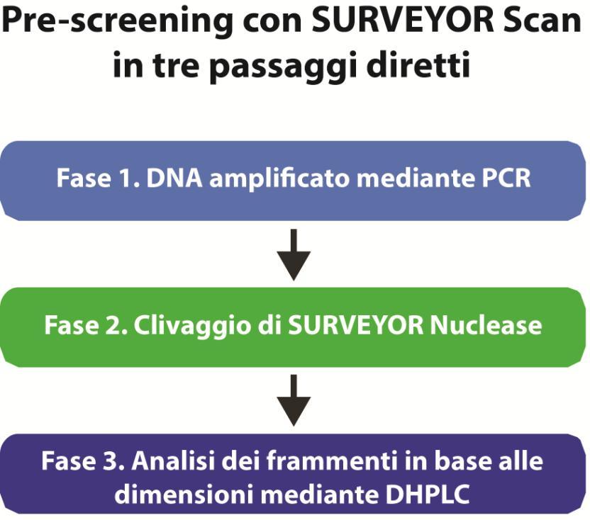 11 Procedura di dosaggio 11 Procedura di dosaggio 11.