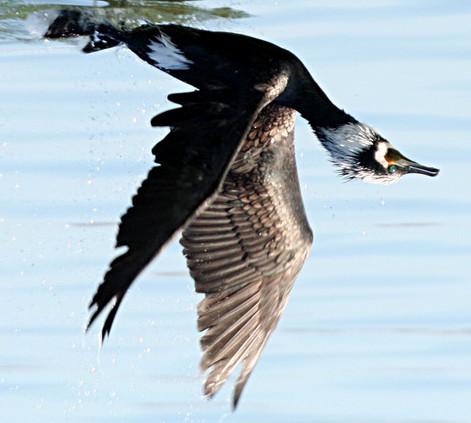 PIANO DI CONTROLLO DEL CORMORANO (Phalacrocorax carbo) dal 1995 PRIMA ANNUALE DA ULTIMO