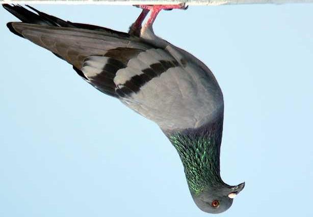 PIANO DI CONTROLLO DEL COLOMBO DI CITTA (Columba livia forma domestica) DAL 2009 RIDURRE I DANNI DEL COLOMBO DI CITTA IN AGRICOLTURA; DURANTE LE SEMINE PRIMAVERILI: DA