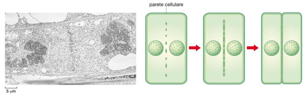 3. La divisione cellulare La