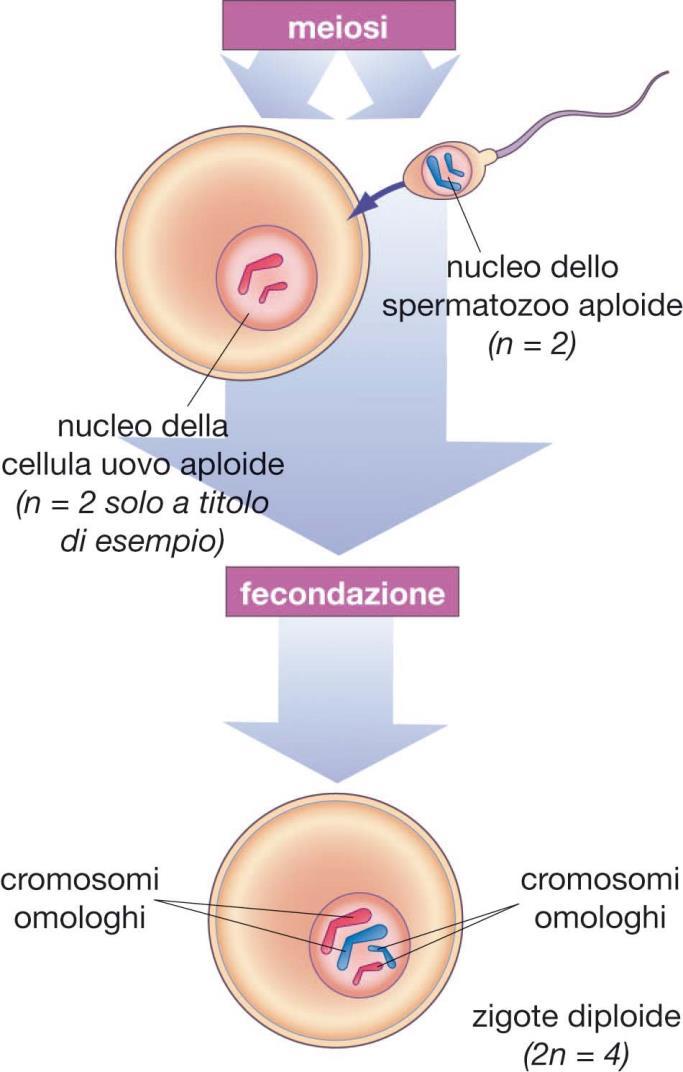 4. Cellule diploidi e cellule aploidi Il corredo dello zigote contiene due copie di ogni