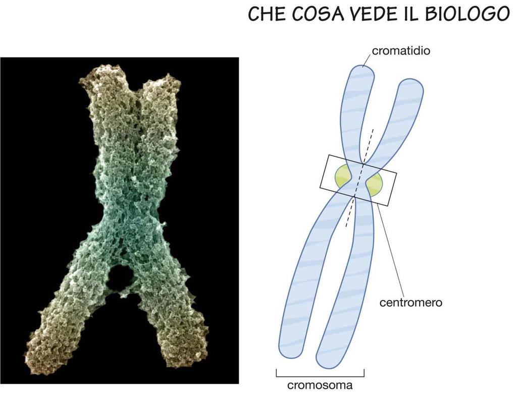 2. Il DNA e i cromosomi I cromatidi