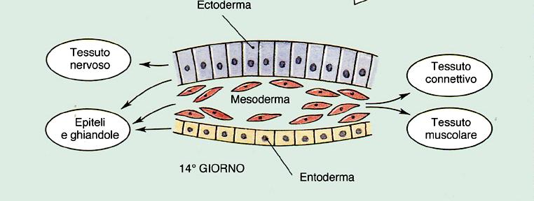 Lo scheletro ha origine dal mesoderma, pertanto, segue linee