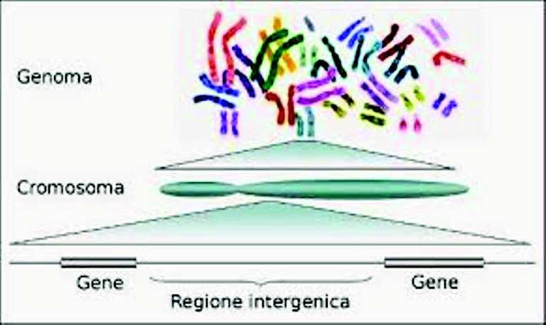 GENE: una porzione