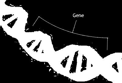 Demenza con corpi di Lewy GENETICA Mutazioni del gene SNCA (triplicazioni) Mutazioni del gene LRRK2 Mutazioni del gene SCARB2 Nuovo
