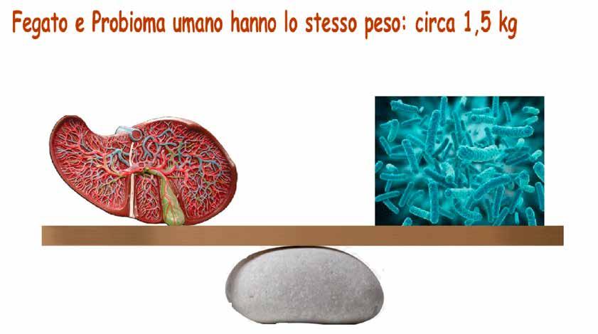 Il probioma intestinale Il probioma (o microbiota) umano, cioè il complesso di microorganismi che vivono nel nostro corpo, nel suo complesso e per il ruolo esercitato fisiologicamente, può essere