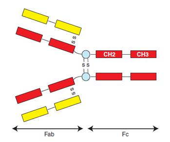 Marcatura dell anticorpo Il primo passo consiste nella marcatura dell'anticorpo con un fluoroforo fluoroforo FAB (di riconoscimento) Catene pesanti FC