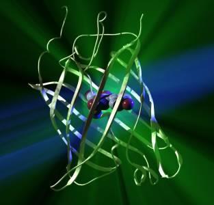 Principali caratteristiche di GFP Max abs 395 nm (UV) 27 KDa