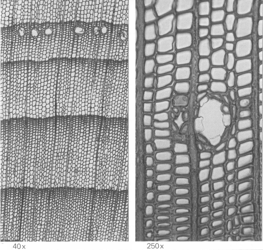 Abete rosso Caratteristiche microscopiche Canali resiniferi presenti caratterizati da cellule epiteliali spesse Punteggiature (2-5) di tipo piceoide, piccole, sui campi di incrocio delle cellule