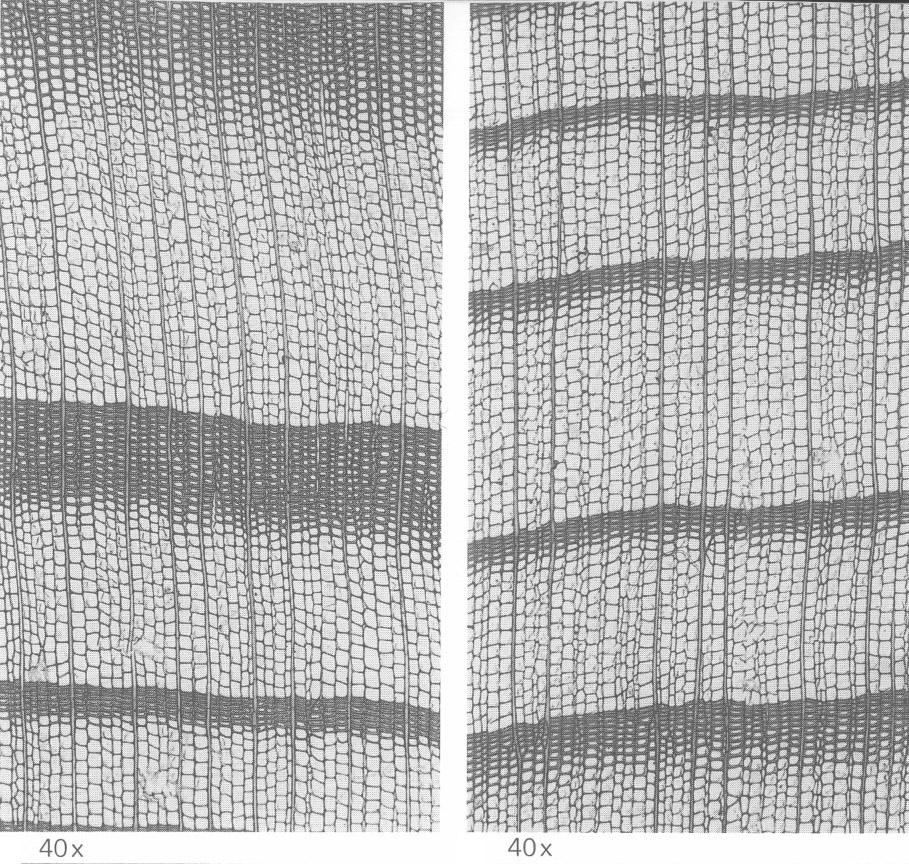 Abete bianco Caratteristiche microscopiche Canali resiniferi assenti Punteggiature di tipo taxodioide sui campi di incrocio delle cellule parenchimatiche con le tracheidi Rare cellule parenchimatiche