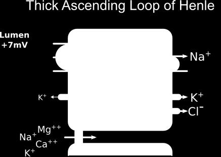 gli ioni Cl - superano la membrana plasmatica apicale mediante il simporto Na + /K +