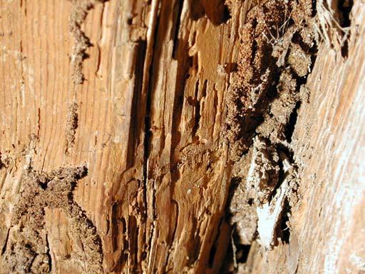 69 - Altri camminamenti termitici e cellette costruite da R. lucifugus tra la trave e il pannello laterale. Fig.