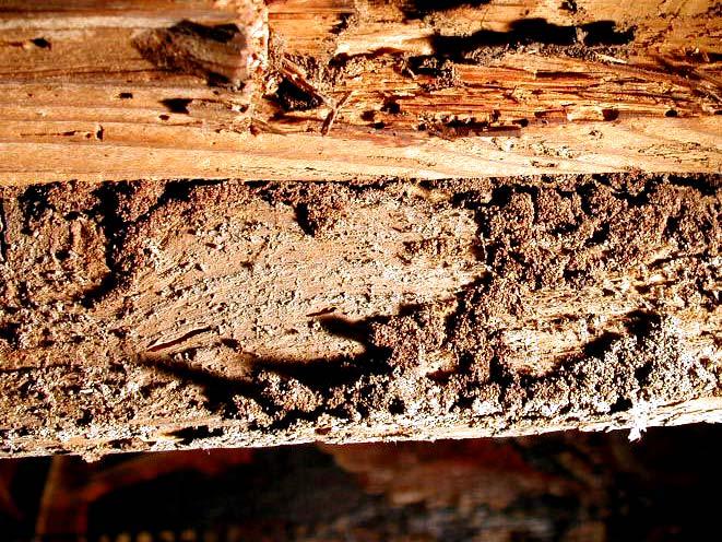 74 - Particolare delle gallerie termitiche nella faccia interna dei pannelli. Fig.