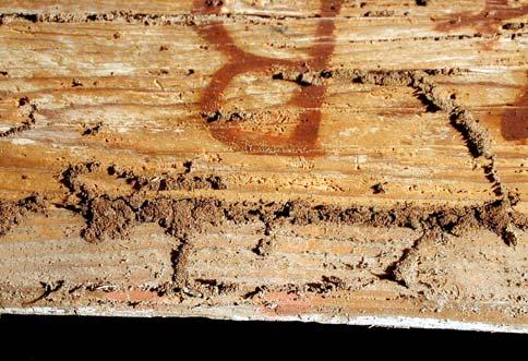 76 - Particolare della figura precedente. Fig. 77 - Gallerie termitiche nella sezione del pannello.