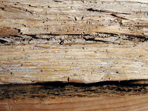 14 B: erosioni termitiche localizzate prevalentemente nella parte di legno di produzione primaverile e (a destra) tracce di camminamenti termitici di Reticulitermes