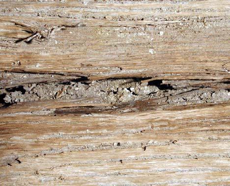 14 B con la fessura longitudinale otturata dalle termiti della specie Reticulitermes lucifugus per impedire l ingresso della luce e (a destra) particolare della otturazione