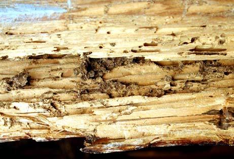 15 A fortemente attaccato dalle termiti della specie Reticulitermes lucifugus. Fig.