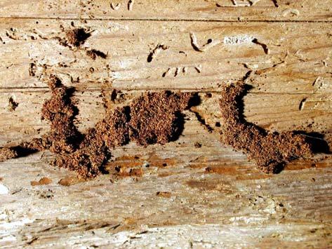 raggiungere nuove zone di legno da attaccare) interessano un lungo tratto della trave (dalla mensola fino alla finta trave longitudinale del soffitto).